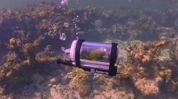 Viral βίντεο: Παπαγάλος εξερευνά τον βυθό στις Μπαχάμες με μίνι υποβρύχιο 
