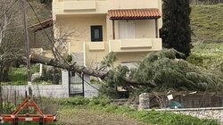 πτωση-δεντρο-λασίθι