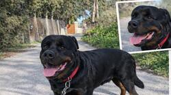 Σκυλί, Αναζήτηση