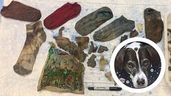 Κτηνίατρος αφαίρεσε κάλτσες και... τσάντα από στομάχι σκύλου