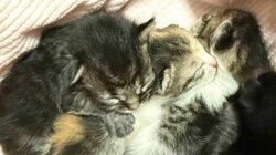 γατάκια αγρίνιο