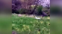 Αλμπίνο ζαρκάδια εντοπίστηκαν στα Πιέρια Όρη - Βίντεο