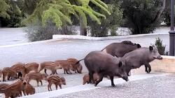 Οικογένεια από αγριογούρουνα πήγε... καλεσμένη σε γάμο στους Θρακομακεδόνες - Βίντεο