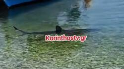 karxarias_korinthos
