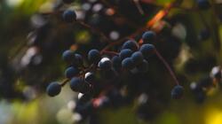elderberries