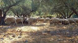 Ελαιώνας πρόβατα αγροζημιές