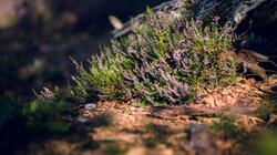 aromatika_fyta