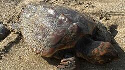 xelona_caretta_enydreio