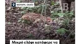 Ελάφι, Σκύλος, ΗΠΑ