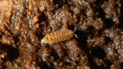 isopoda