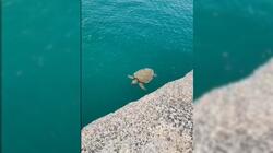 Κούλες, Ενετικό Λιμάνι, Χελώνα
