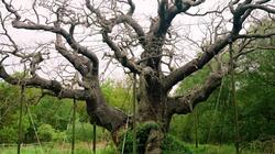 velanidia_roben_ton_dason