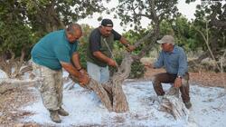 Χίος, Μαστιχόδεντρα, Κέντημα 