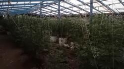 χασισοφυτεια-ελας