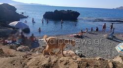 κατσίκες-παραλία-χανια