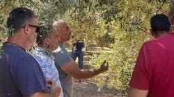 Λακωνία, Ελαιοπαραγωγοί, Αστερούσια