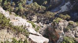 Πυρκαγιά στο νότιο Ρέθυμνο: "Έτσι έχει η κατάσταση στο Φοινικόδασος Πρέβελη" (Βίντεο & φωτογραφίες)