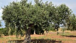 Δακοκτονία