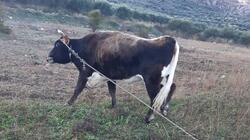 Του έκλεψαν την αγελάδα και ξέσπασε στα κοινωνικά δίκτυα