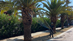 φοίνικες