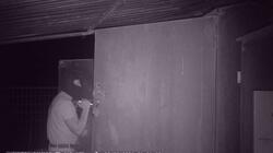gortyna_doliofthora_larani