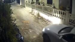 κέρκυρα σκύλος
