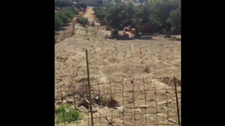 Σκουλάς Μίχαλος ζωοκλοπή