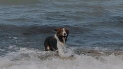 dog-sea