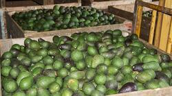 αβοκάντο