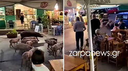 γουρούνια βάμος
