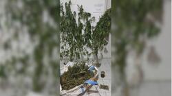 Κάνναβη, Δενδρύλλια, Ιεράπετρα
