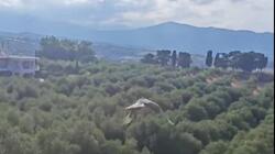 Πουλί, Σφηκιάρης 