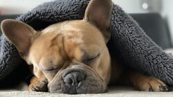 Σκύλος, Bulldog