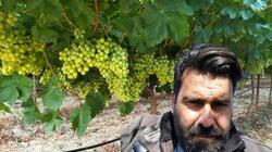 Αμπέλια: ήτανε στραβό το κλίμα… τα εξαφάνισε και η βροχή!