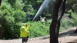 Ρέθυμνο - Δακοκτονία : Πού θα πραγματοποιηθεί ο τρίτος δολωματικός ψεκασμός