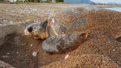 Δημόσιες εκσκαφές φωλιών Caretta caretta σε Πελοπόννησο και Κρήτη