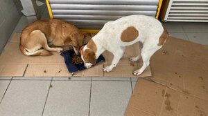 Τι γίνεται με τα αδέσποτα αυτές τις παγωμένες μέρες; - Αγωνία για σκύλο έρμαιο του χιονιού