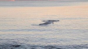 Φάλαινα στον Άλιμο: Ανταποκρίνεται στην ιατρική αγωγή και μεταφέρθηκε σε βαθύτερη περιοχή