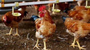 Ολλανδία: Περίπου 216.000 πουλερικά θα θανατωθούν μετά τον εντοπισμό γρίπης των πτηνών