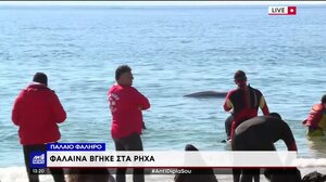 Κρίσιμη η κατάσταση της υγείας της νεαρής φάλαινας που εκβράστηκε στα αβαθή του Αλίμου