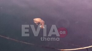 Πέταξαν στην θάλασσα μωρό κατσικάκι και το άφησαν να πνιγεί