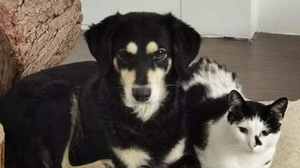 Χάθηκε η όμορφη σκυλίτσα - Μήπως την έχει δει κανείς; 