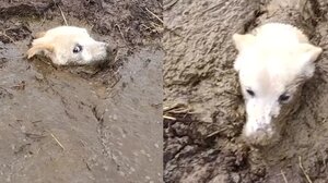 Συγκινητικό βίντεο με τη διάσωση σκύλου που ήταν θαμμένος σε λάσπη