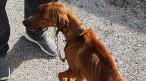 Περίμενε το θάνατό του, αλυσοδεμένος και γεμάτος πληγές 