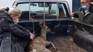 Φλώρινα: Άγνωστοι κυνήγησαν και πυροβόλησαν νεαρό ζαρκάδι