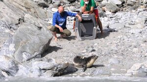 Απελευθέρωση Μεσογειακής Φώκιας στην προστατευόμενη περιοχή της Γυάρου