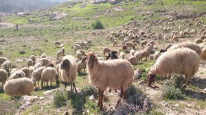 Αποζημιώσεις: Πληρωμή de minimis σε κτηνοτρόφους – Ποιους αφορά