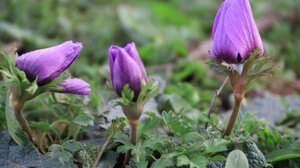 «Σαράντα φας, σαράντα πιείς, σαράντα δώσε για την ψυχή»