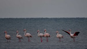 Κοπάδι από φλαμίνγκο έκαναν στάση στον υδροβιότοπο Ναυπλίου