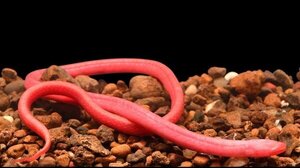  Ένα ψάρι Wolverine και ένα τυφλό χέλι ανάμεσα στα 212 νέα είδη ψαριών του γλυκού νερού